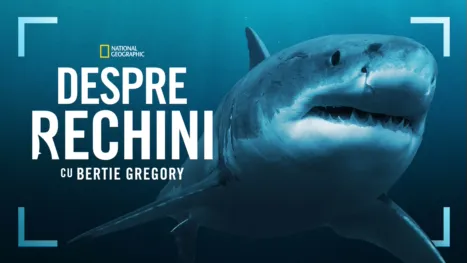 thumbnail - Sharks Up Close with Bertie Gregory