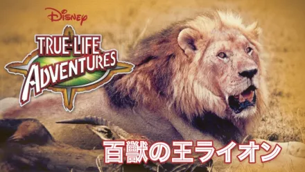 thumbnail - 百獣の王ライオン