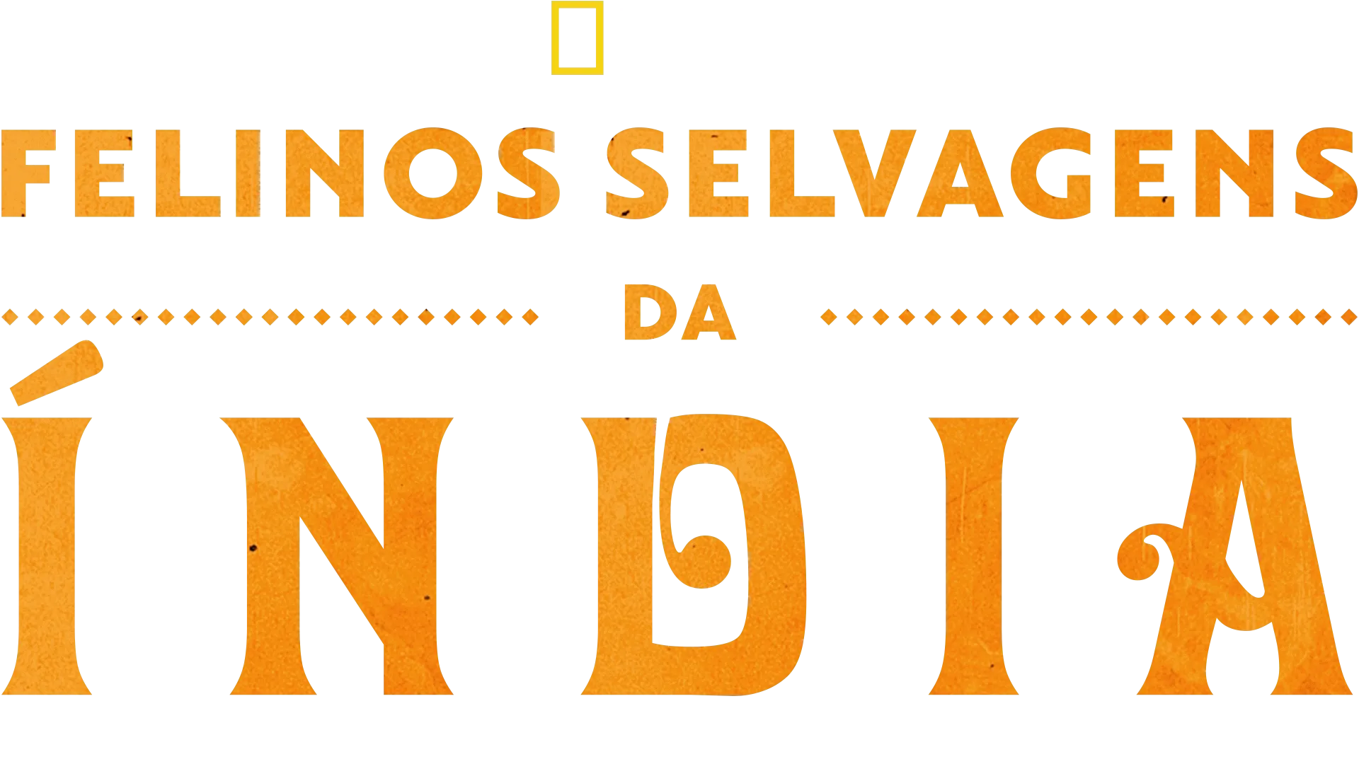 Gatos Selvagens da Índia