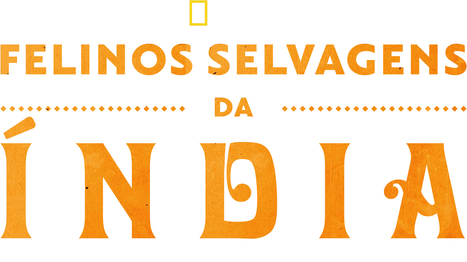 Gatos Selvagens da Índia