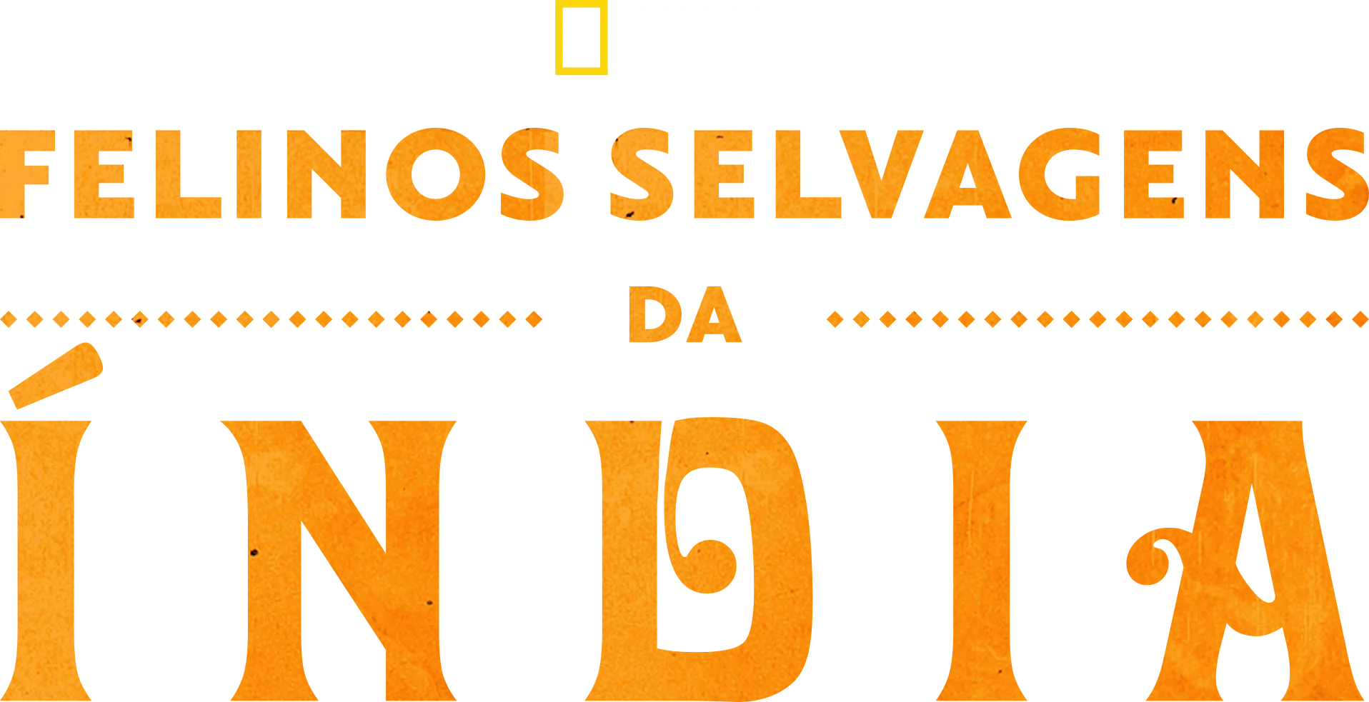 Gatos Selvagens da Índia