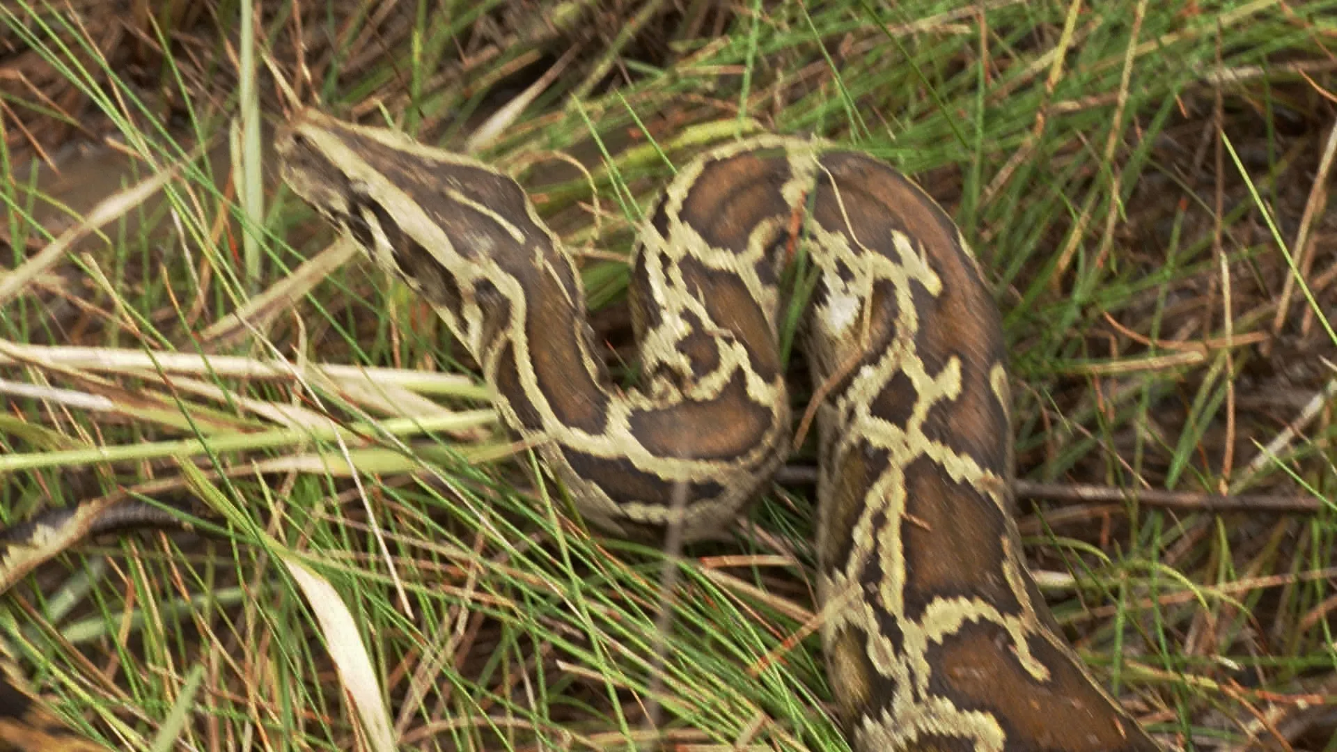 thumbnail - S2:E1 Skunk Ape Alley; Venom Warriors
