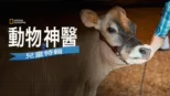 thumbnail - 動物神醫：兒童特輯