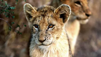 thumbnail - S1:E6 A Baby Lion's Story