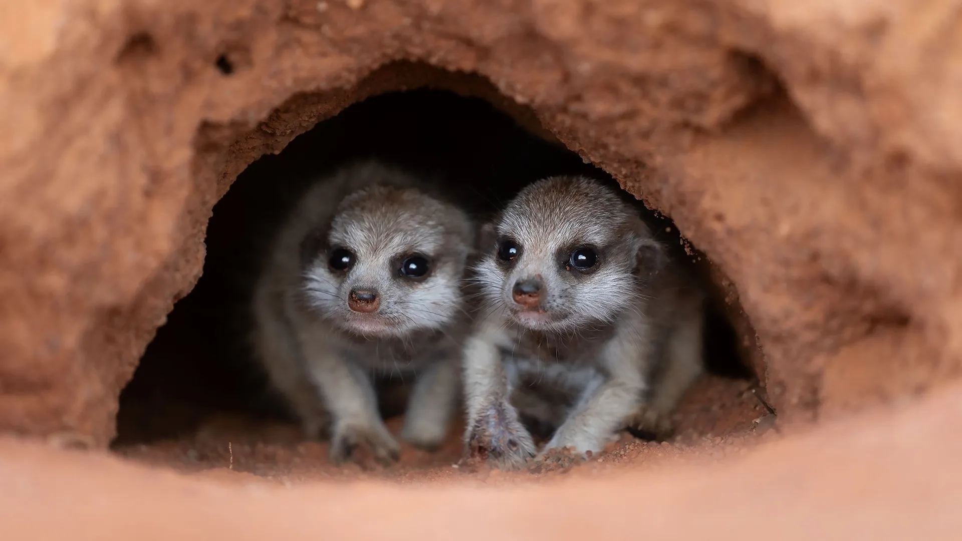 thumbnail - S1:E2 Terrible Parents