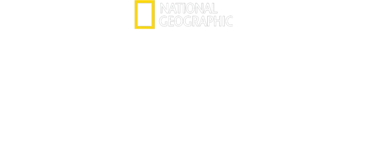 クジラと海洋生物たちの社会