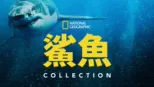 thumbnail - 國家地理鯊魚