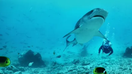 Most Extreme Sharks