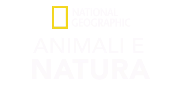 National Geographic: animali e natura