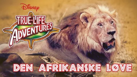 thumbnail - Den afrikanske løve