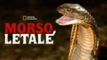 thumbnail - Morso Letale