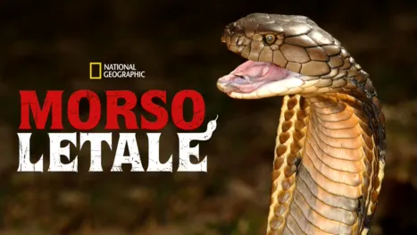 thumbnail - Morso Letale