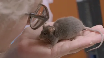 thumbnail - S9:E3 Mini Mouse