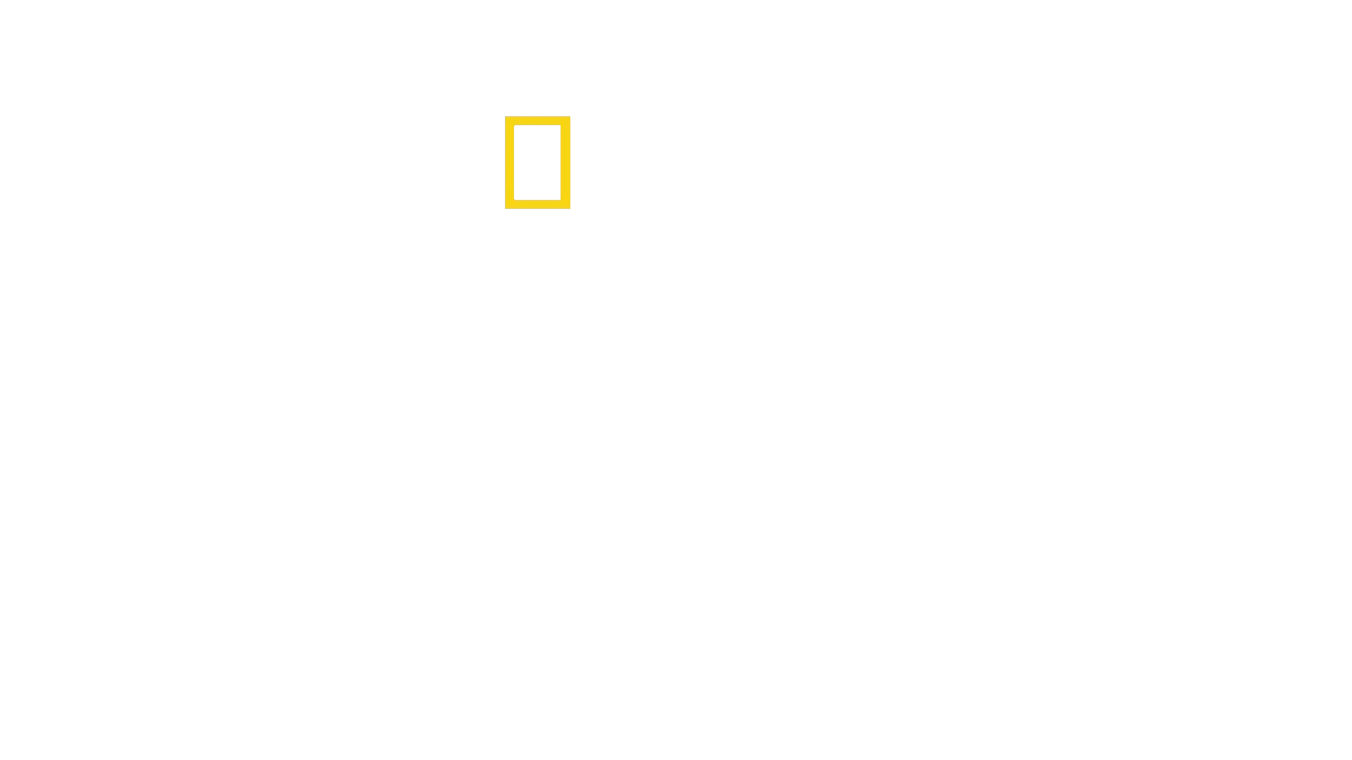 Puissa kiipeilevät leijonat
