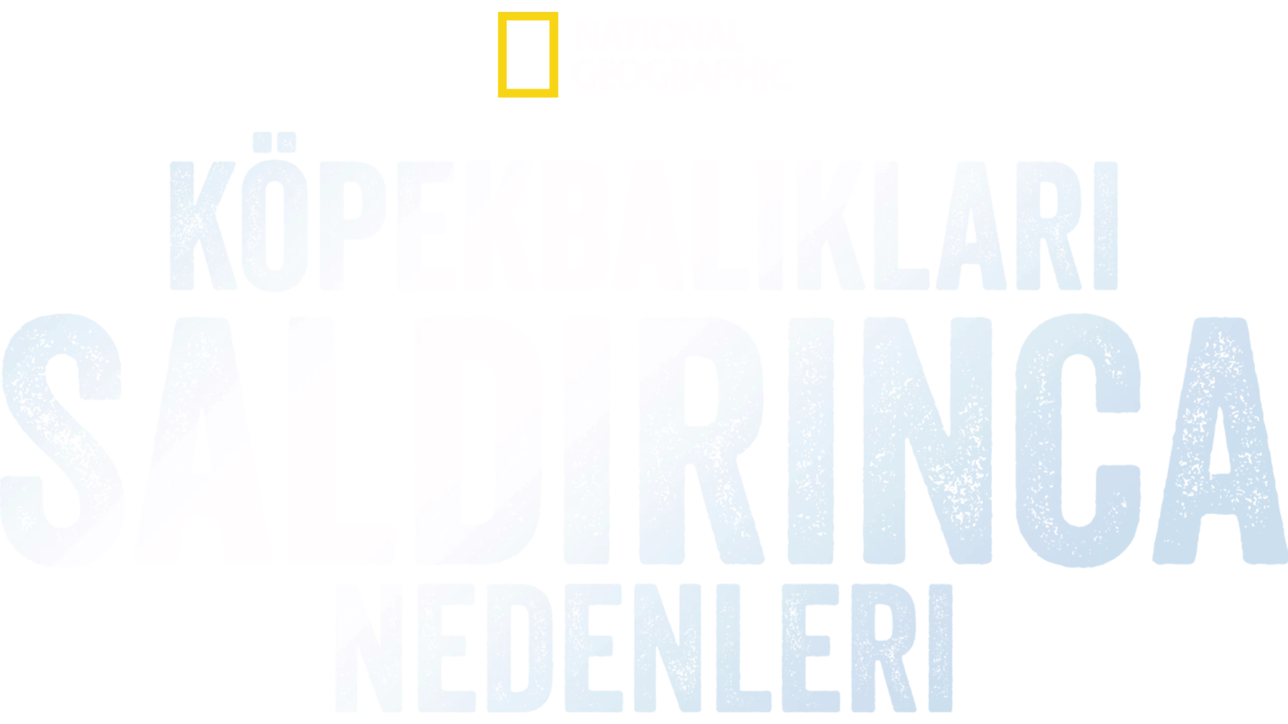 Köpekbalıkları Saldırınca: Neden