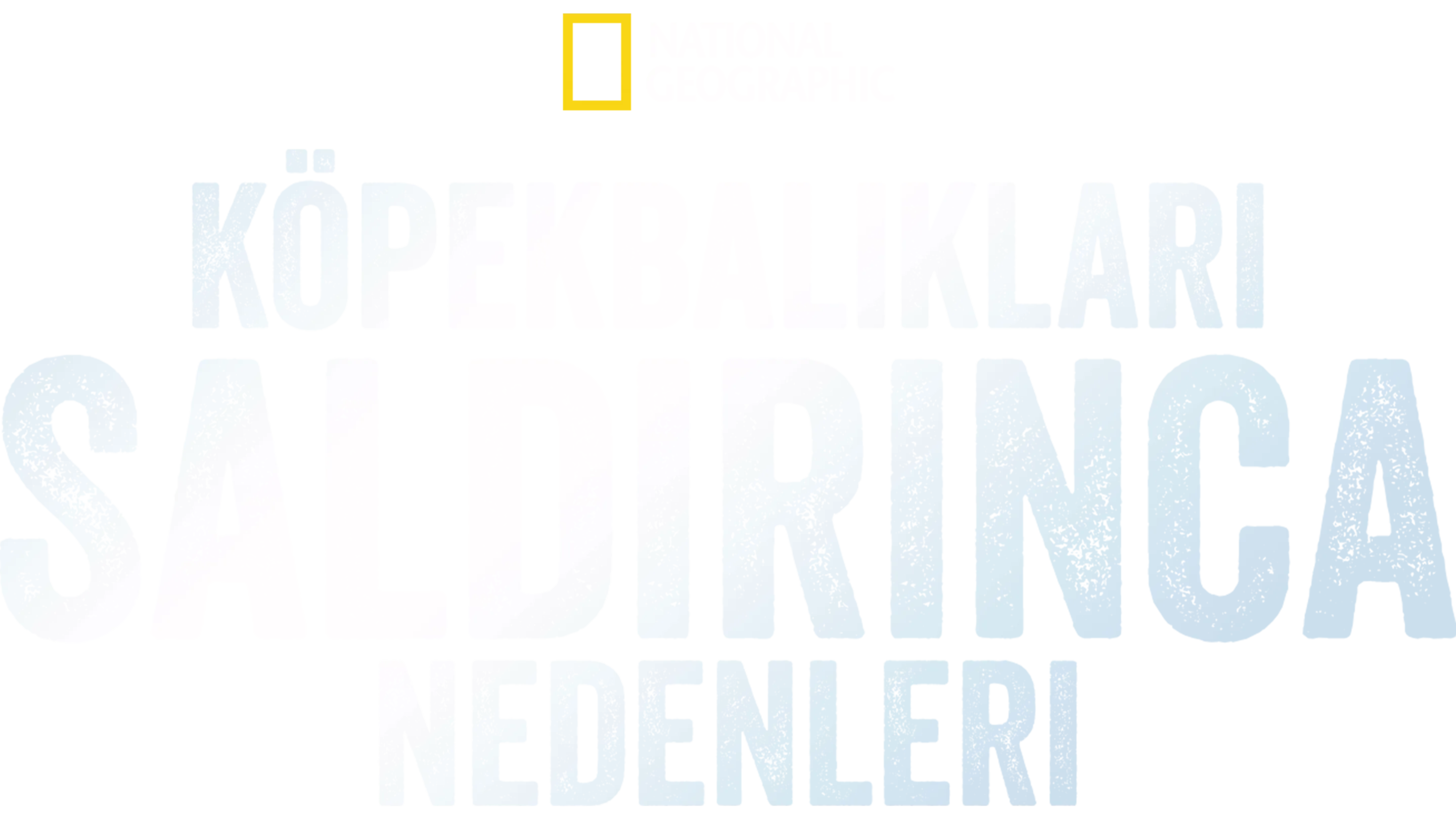 Köpekbalıkları Saldırınca: Neden