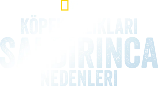 Köpekbalıkları Saldırınca: Neden