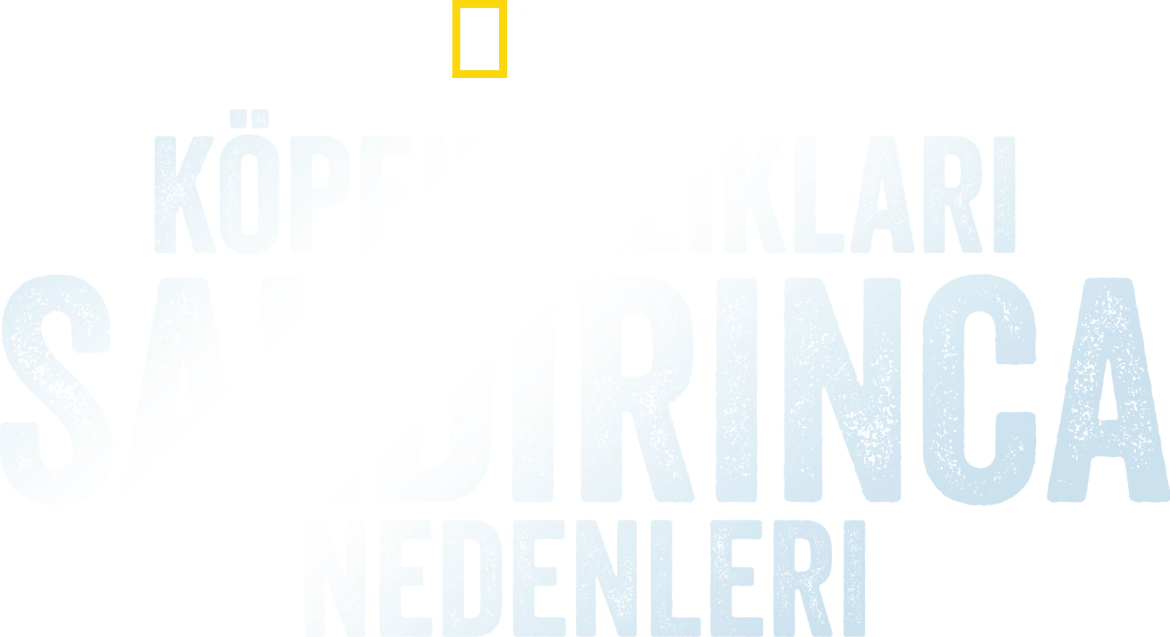 Köpekbalıkları Saldırınca: Neden