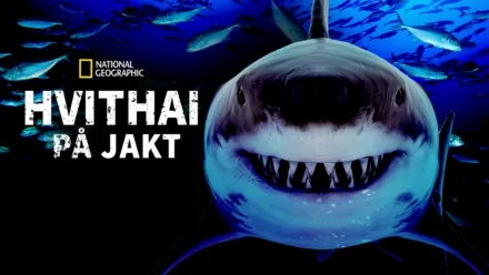 thumbnail - Hvithai på jakt