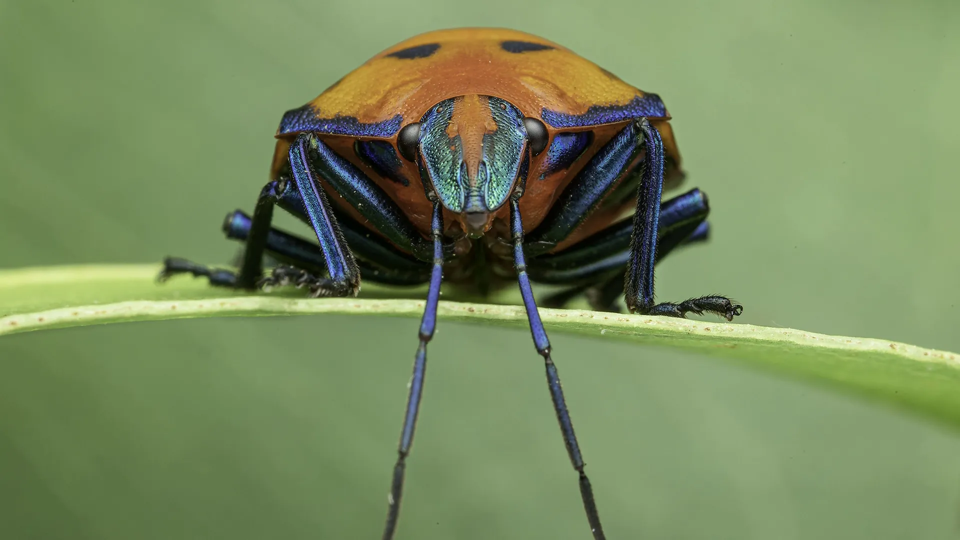 Close-up shot of a Hibiscus Harlequin Bug sitting on a leaf.