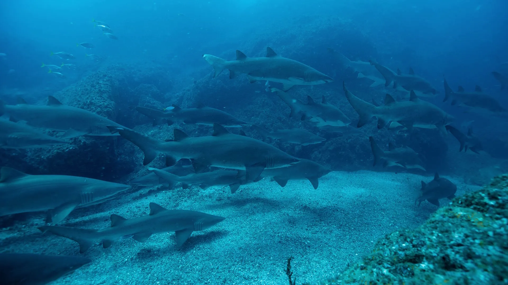 A large group of sharks swimming together underwater.