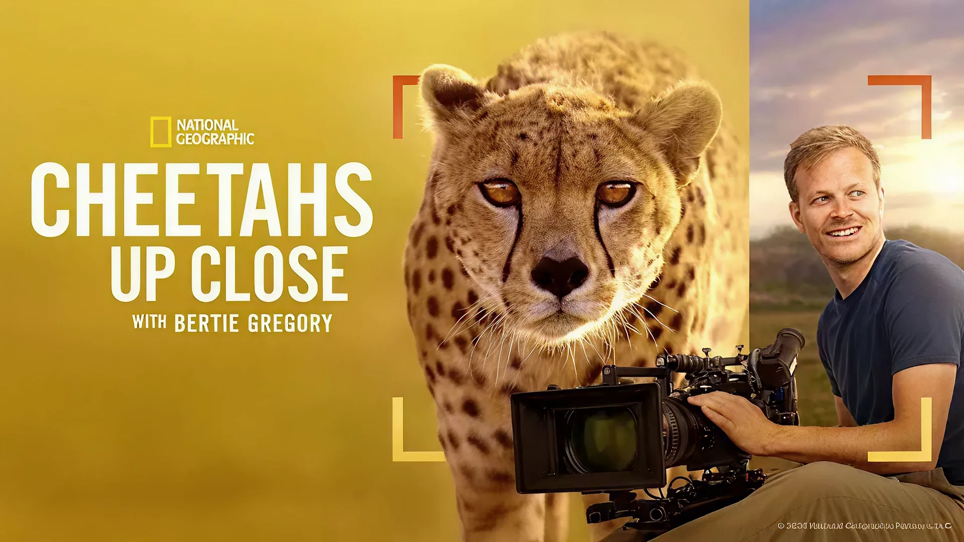 Promotional poster for the National Geographic series Cheetahs Up Close with Bertie Gregory. 