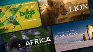 A montage of four National Geographic nature documentary posters displayed on a blue background, featuring "A Real Bug's Life" narrated by Awkwafina, "Lion," "Growing Up Animal" narrated by Tracee Ellis Ross, and "Secrets of the Penguins."