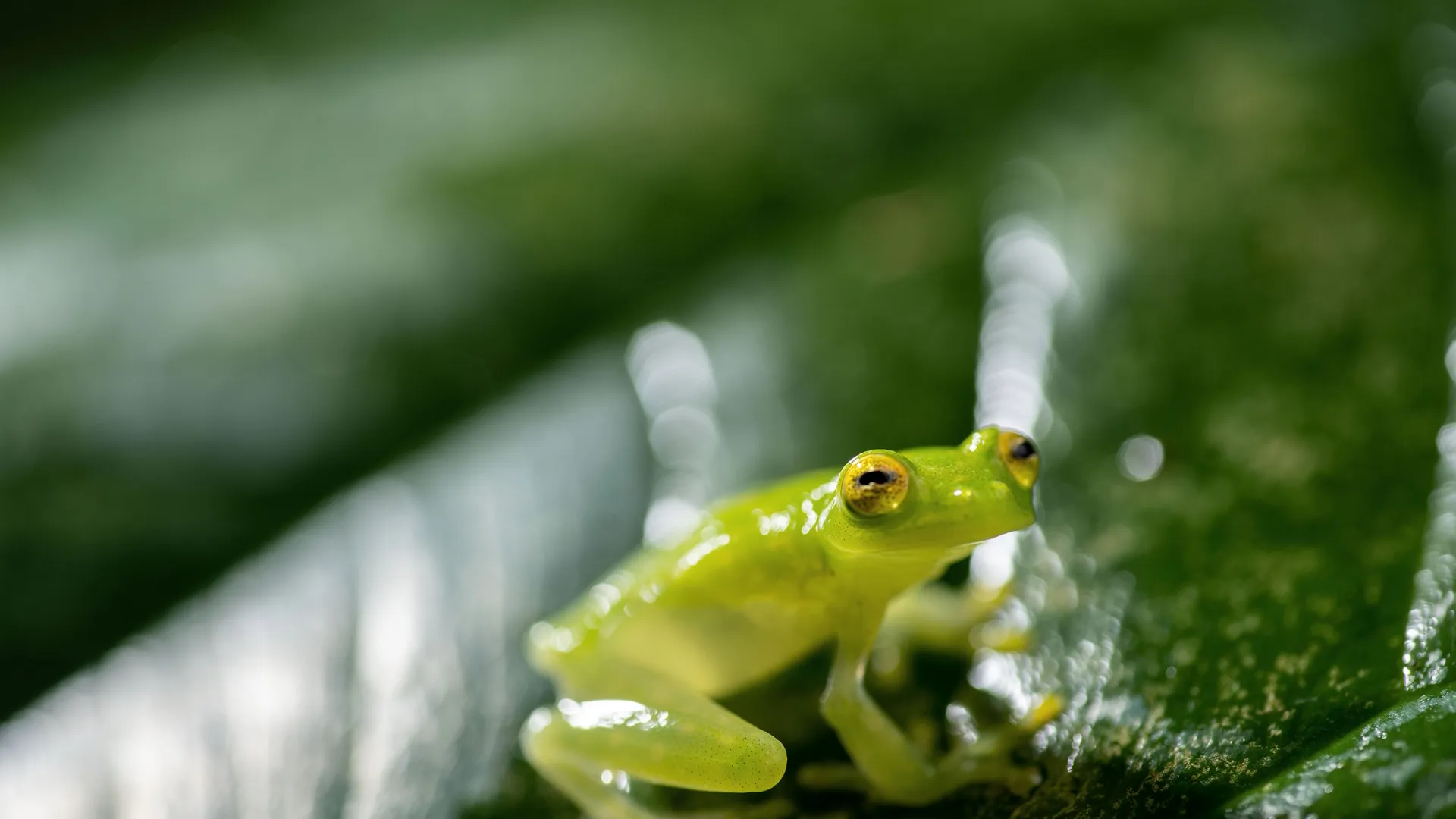 This image features a large adult male elephant seal resting on a beach. Underdogs, National Geographic, Disney+