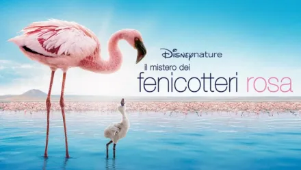 thumbnail - Il Mistero dei Fenicotteri Rosa