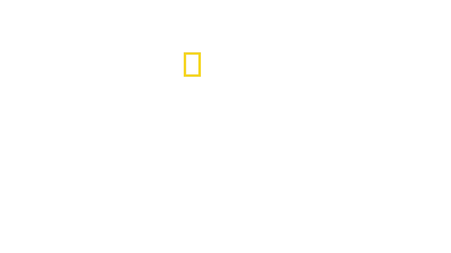 Animal Fight Night