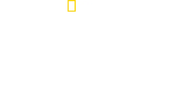 Walki rekinów