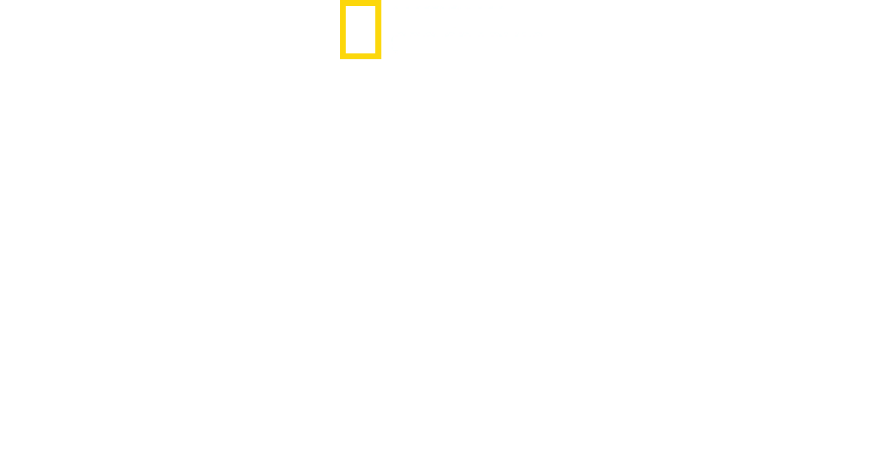 Walki rekinów