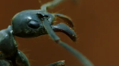 thumbnail - S6:E2 Blood Feud