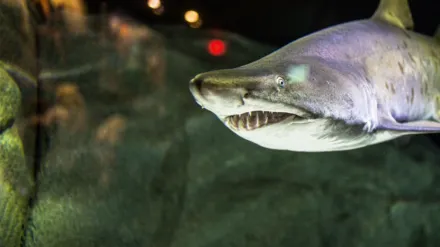 Cannibal Sharks