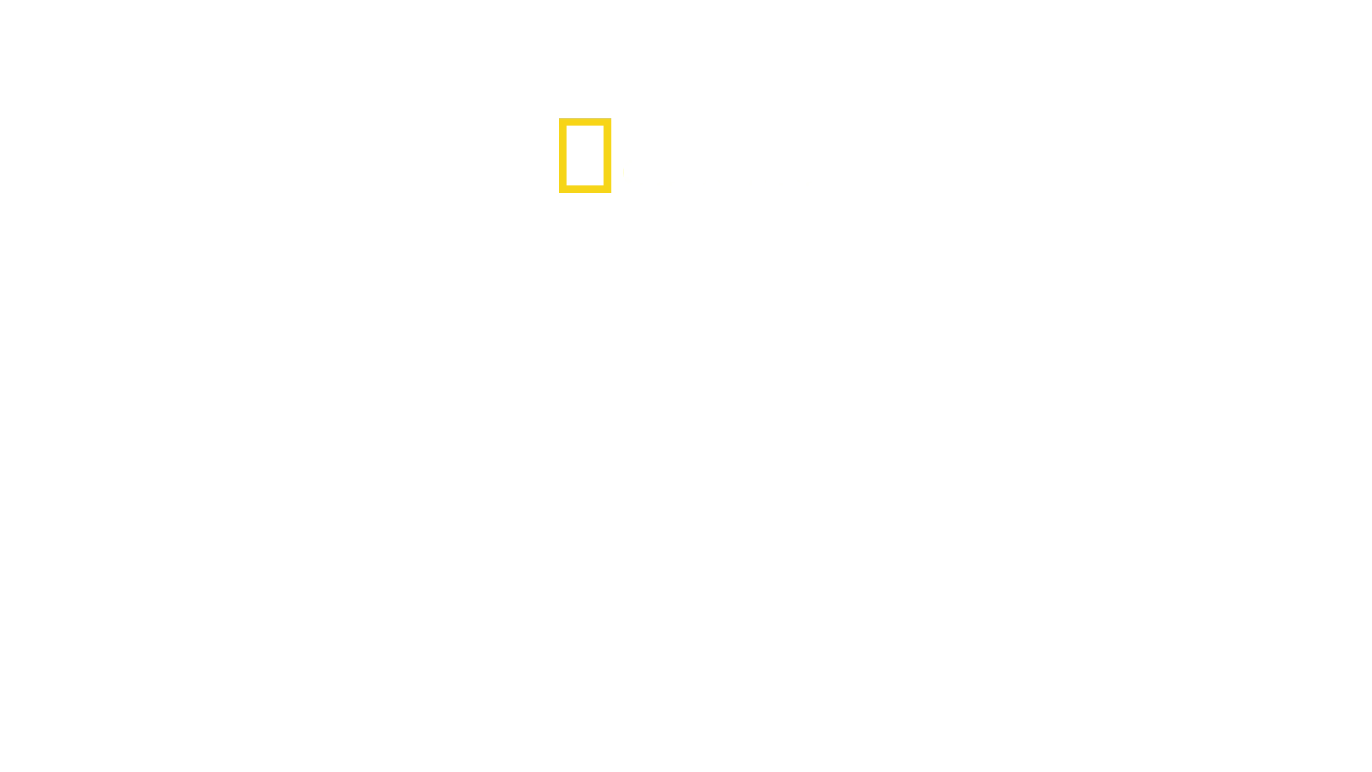 Killer Shark vs Killer Whale