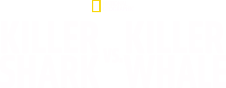 Killer Shark vs Killer Whale