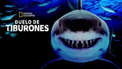 Duelo de tiburones