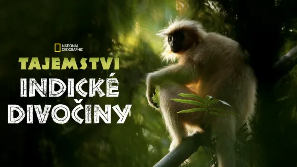 thumbnail - Tajemství indické divočiny