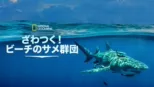 thumbnail - ざわつく！ビーチのサメ群団