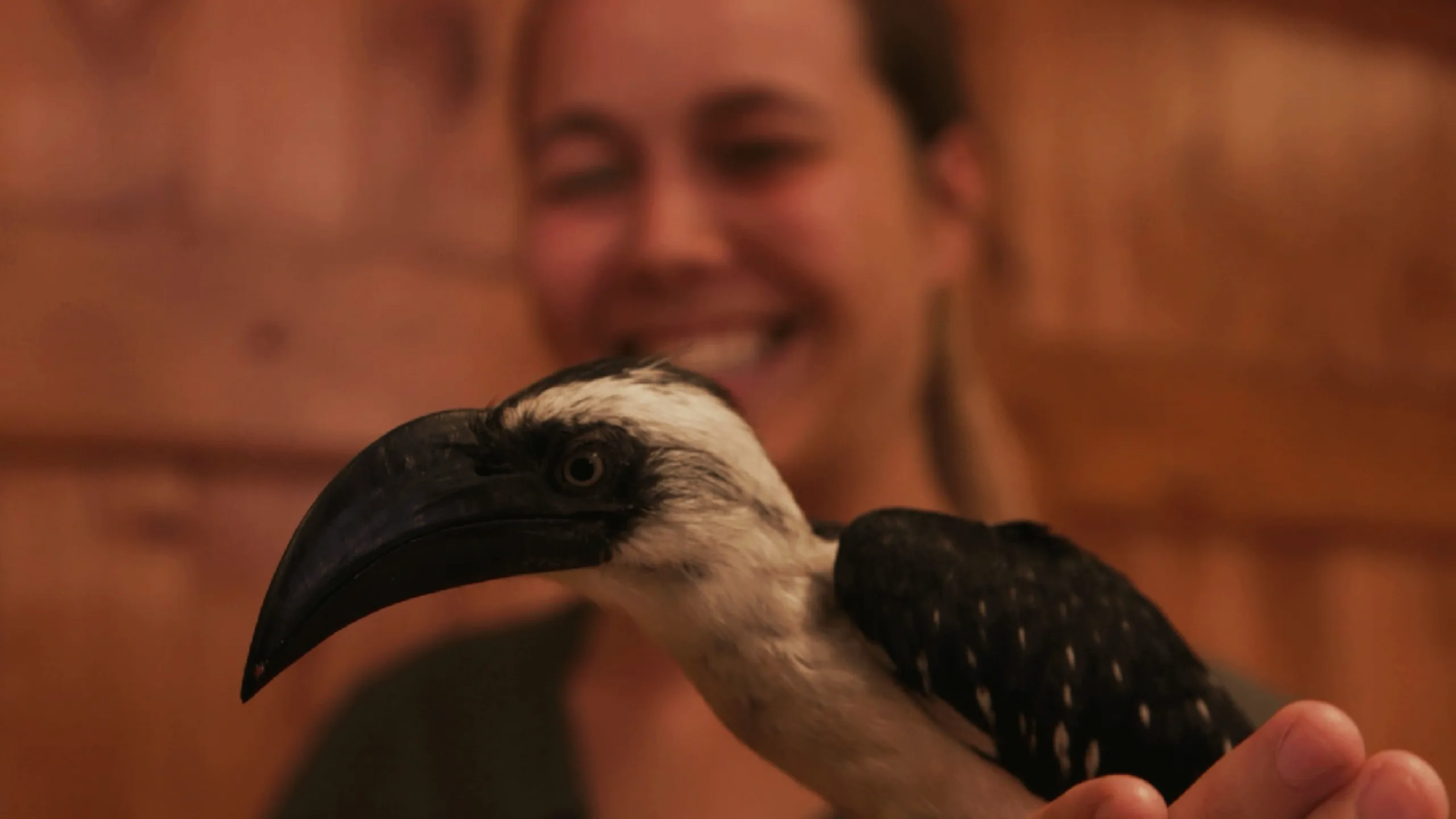 thumbnail - S1:E8 Hip Hoppin' Hornbills