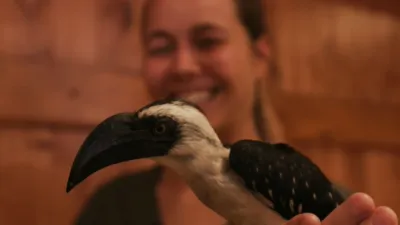 thumbnail - S1:E8 Hip Hoppin' Hornbills