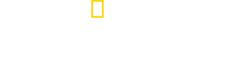 猩猩相識