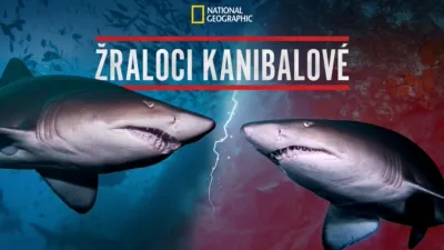 thumbnail - Žraloci kanibalové