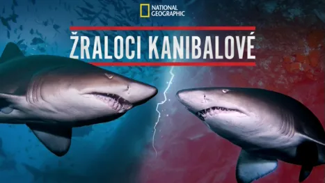 thumbnail - Žraloci kanibalové