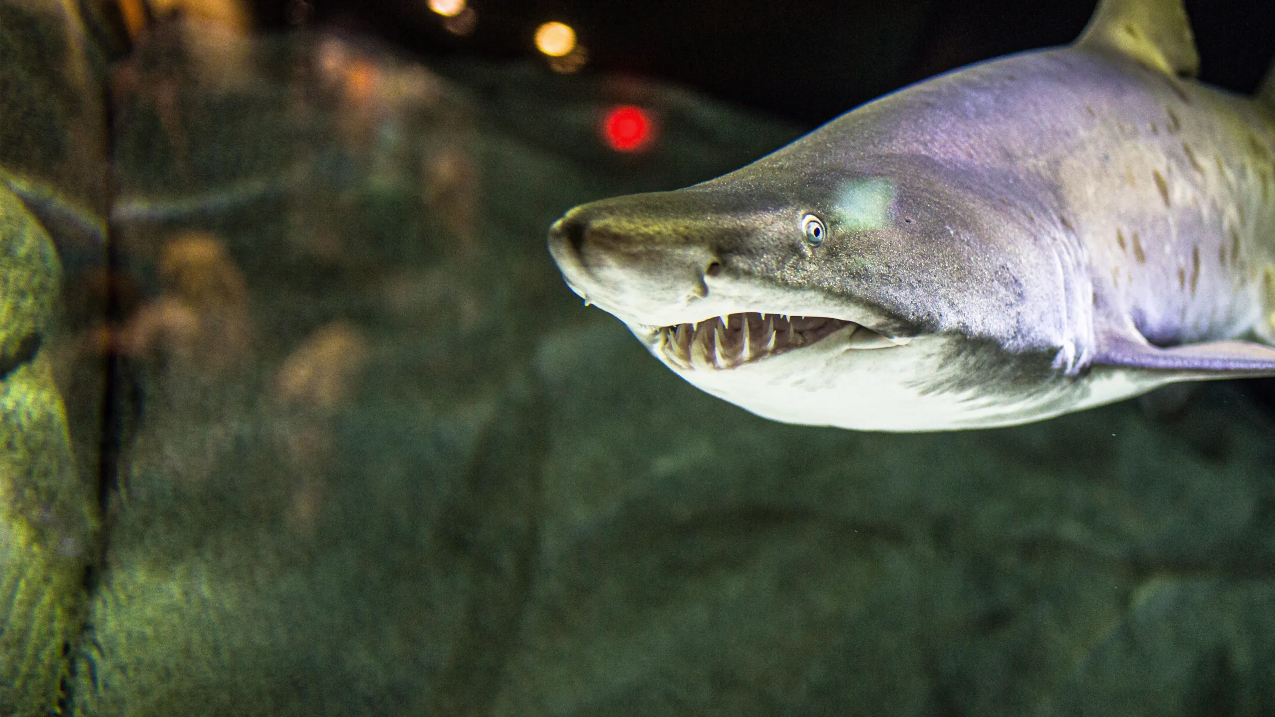 Cannibal Sharks