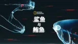 thumbnail - 鲨鱼与鲔鱼