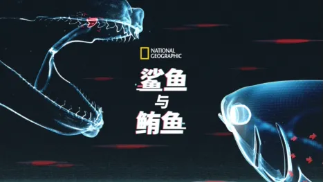 thumbnail - 鲨鱼与鲔鱼