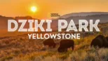 thumbnail - Dziki park Yellowstone