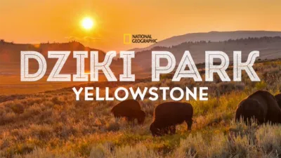 Dziki park Yellowstone