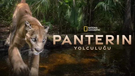 thumbnail - Panterin Yolculuğu